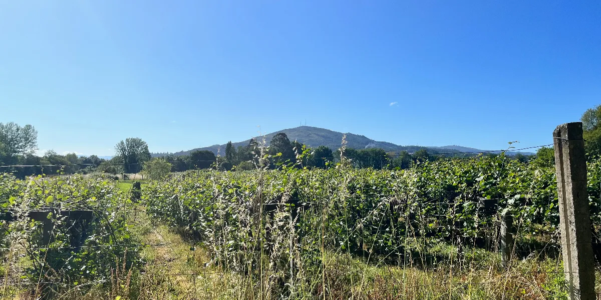 Some vineyards