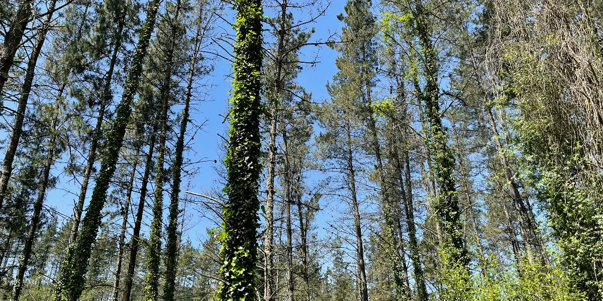 Some Trees
